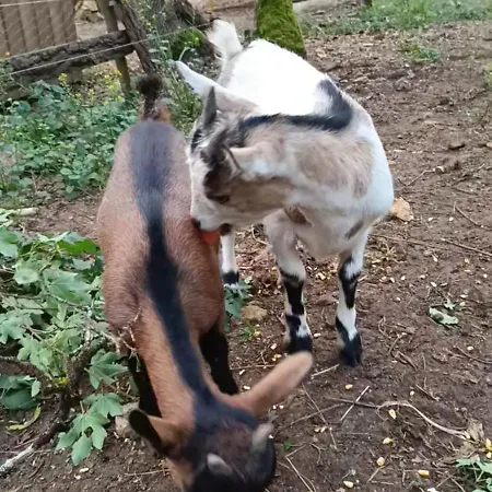 N°2 4 Personnes* Au Coeur De La Nature Feriehus *